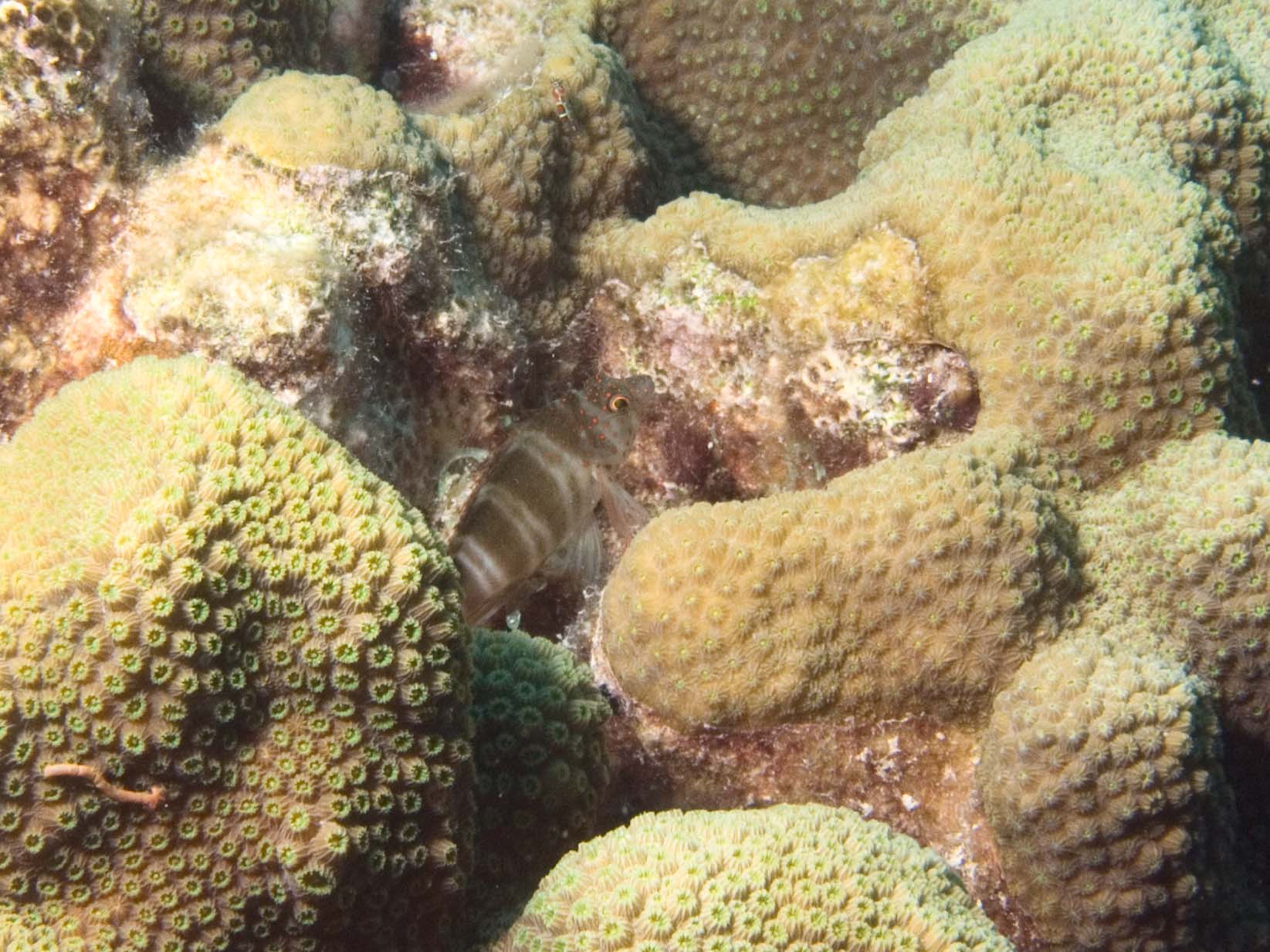 gal/Bonaire 2006/HawkfishCropped5x3.jpg